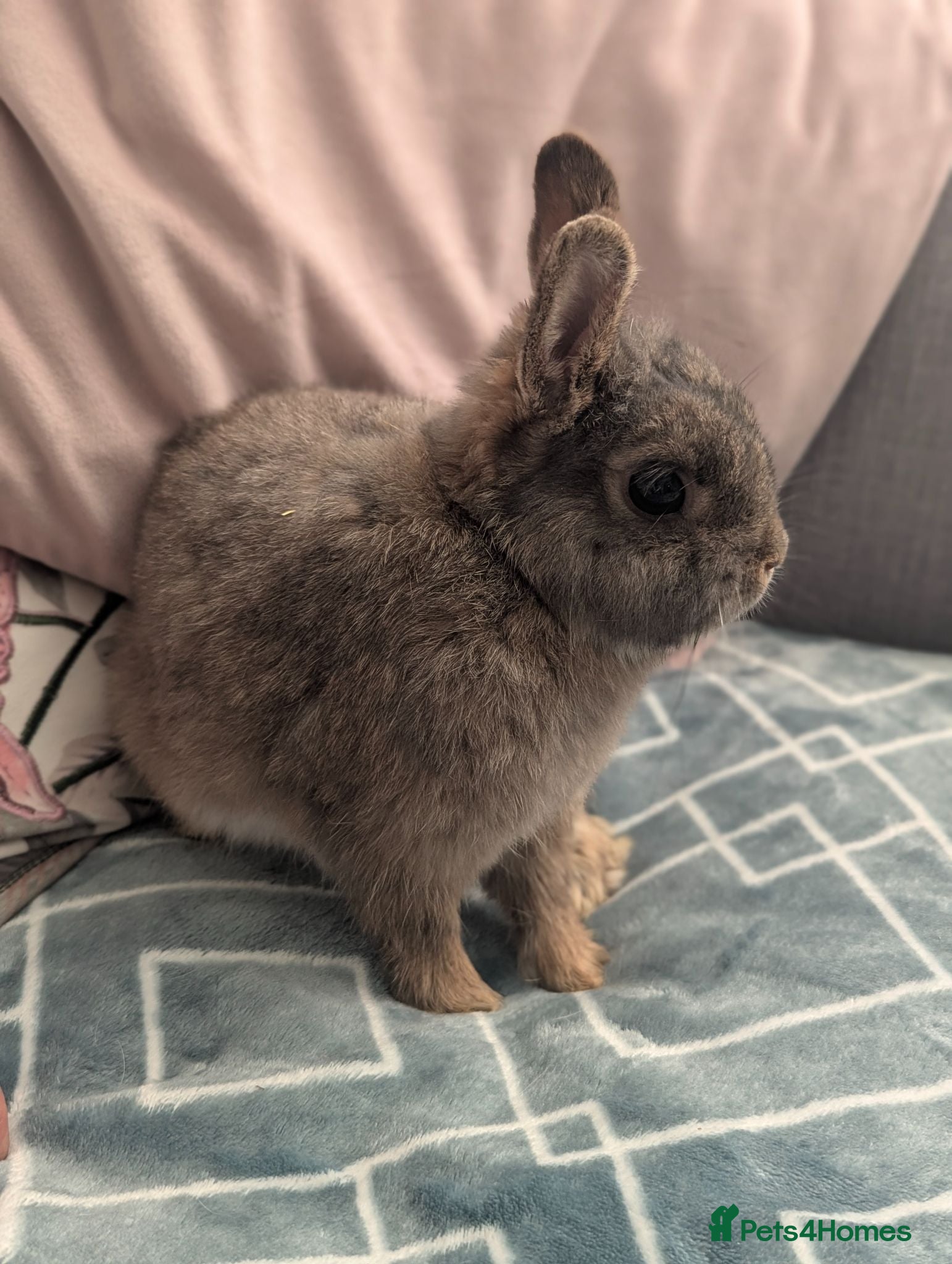 Netherland Dwarf rabbits Boy rabbit 🐇 looking for forever loving home  - Advert 9