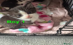 Mixed Breed cats for sale: 5 beautiful kittens - Image 3