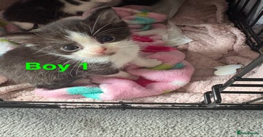 Mixed Breed cats - Advert 14