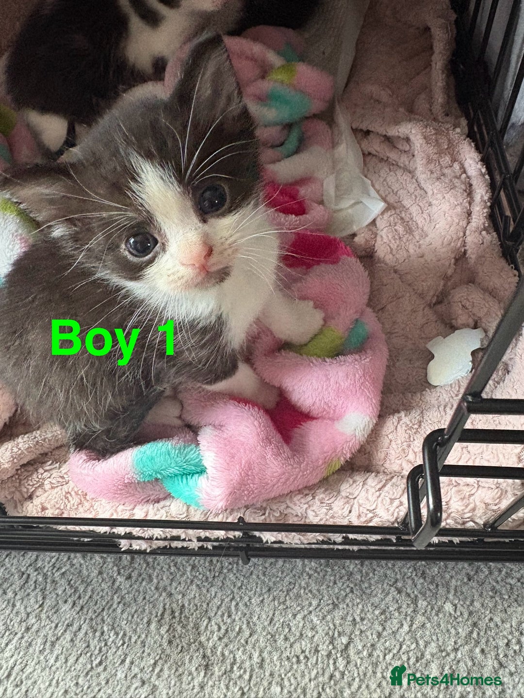 Mixed Breed cats for sale: 5 beautiful kittens - Image 3