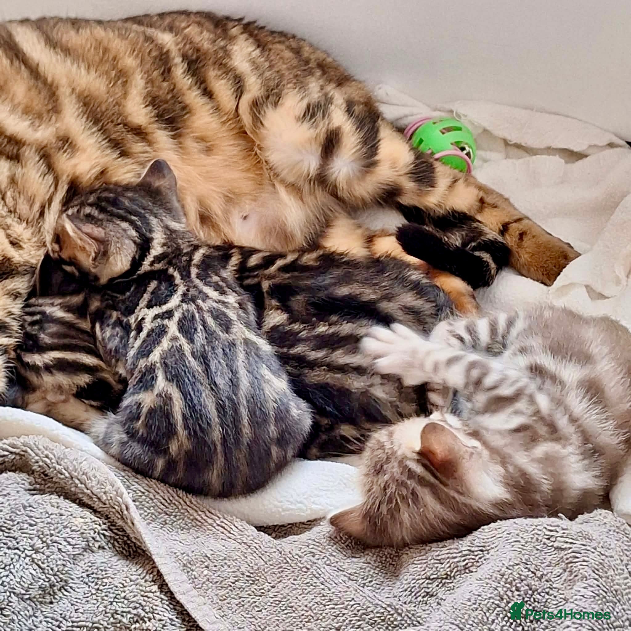 Bengal cats Exotic Bengal kittens TICA pedigree top quality  - Advert 2