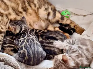 Bengal cats Exotic Bengal kittens TICA pedigree top quality - Advert 2