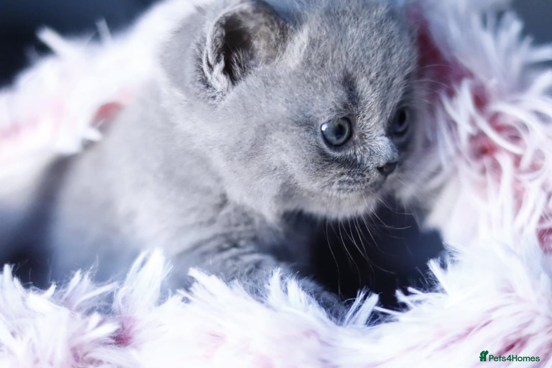 British Shorthair cats for sale: GCCF champ bloodlines Bsh - Image 16