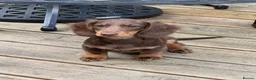Dachshund dogs for sale:  LAST 3 Unique Dachshund Miniature KC Pups - Advert 10
