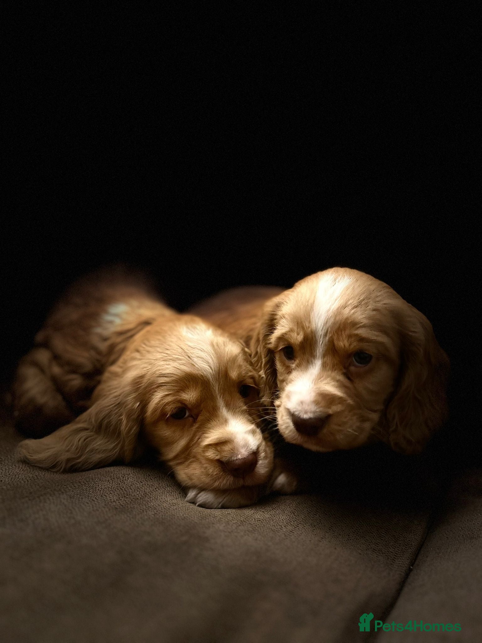 Cocker Spaniel dogs Gorgeous Cocker Spaniel puppies  - Advert 17