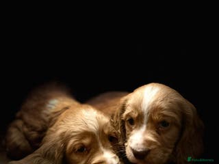 Cocker Spaniel dogs Gorgeous Cocker Spaniel puppies - Advert 6