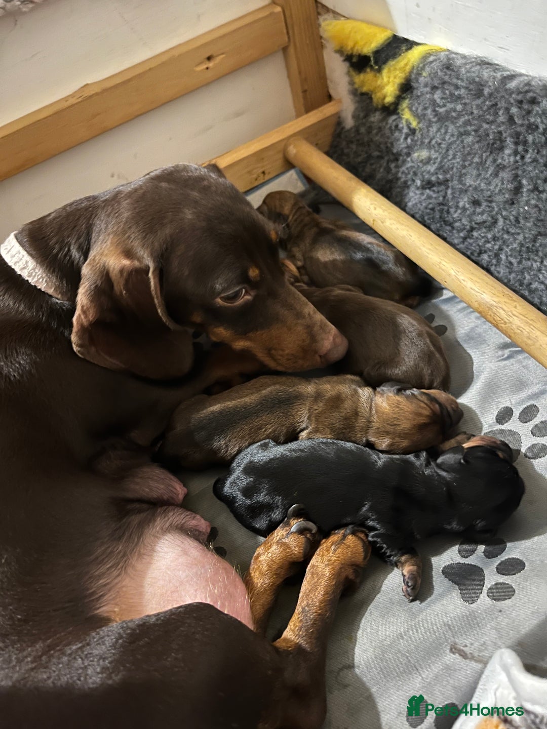 Miniature Dachshund dogs for sale: 4 beautiful miniature dachshunds  - Advert 13