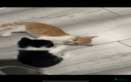 Domestic Shorthair cats for sale: Kittens For Sale – Ready to Join Your Home! - Image 8