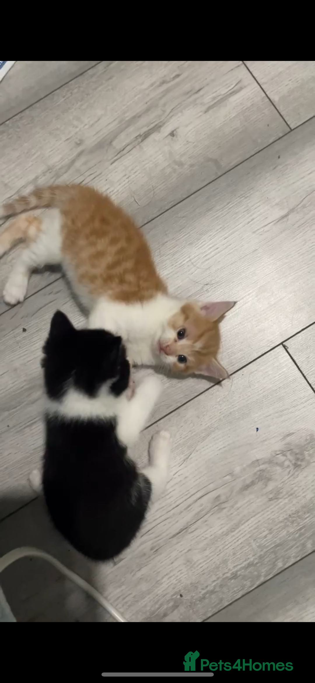 Domestic Shorthair cats for sale: Kittens For Sale – Ready to Join Your Home! - Image 8