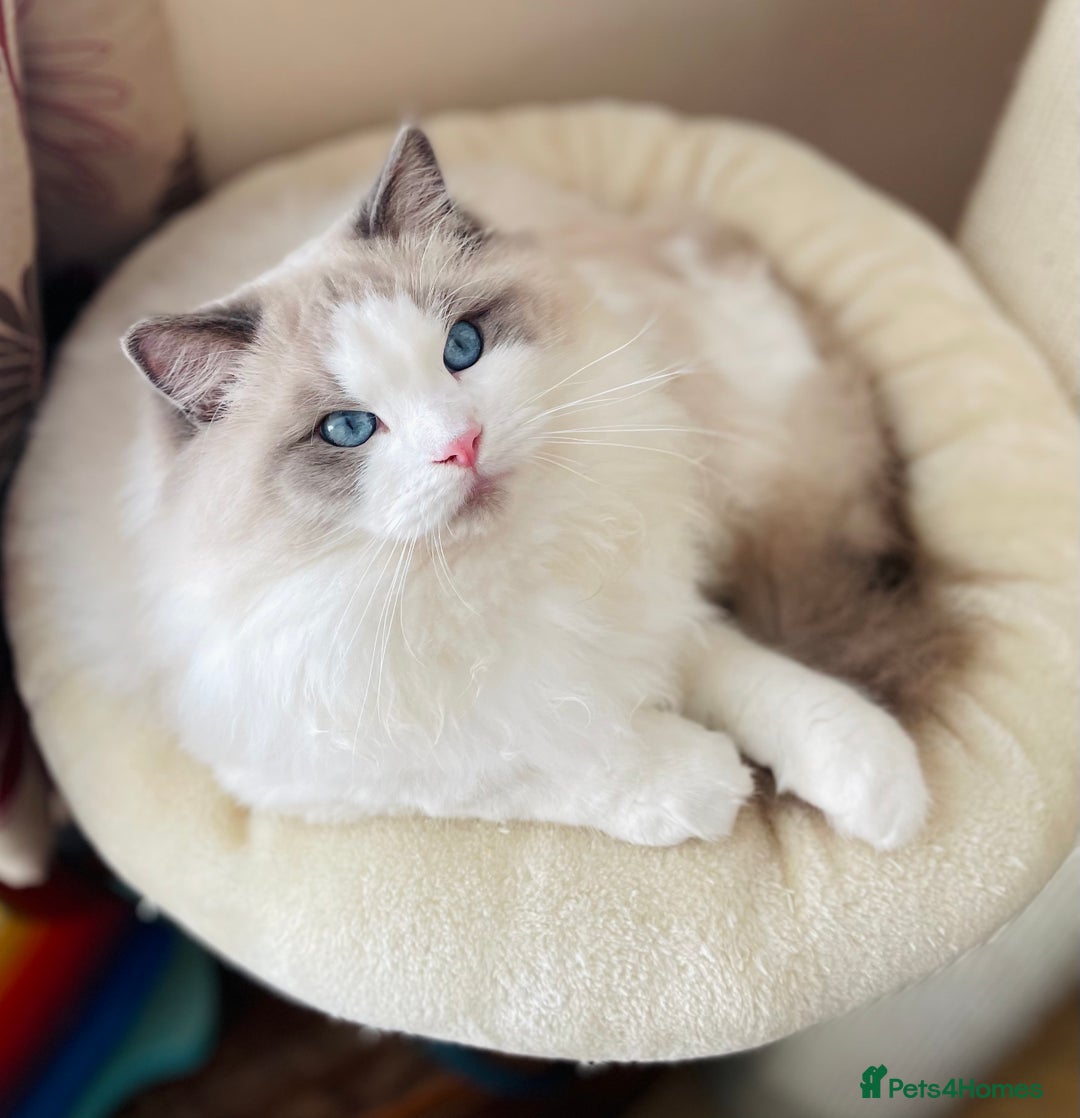 Ragdoll cats for stud: GCCF and TICA registered stud in Feltham - Advert 4