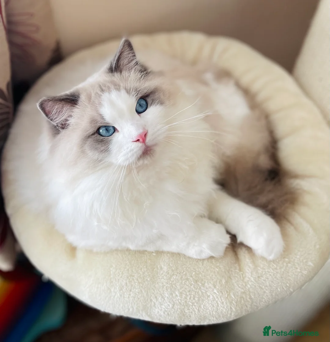 Ragdoll cats for stud: GCCF and TICA registered stud in Feltham - Advert 9