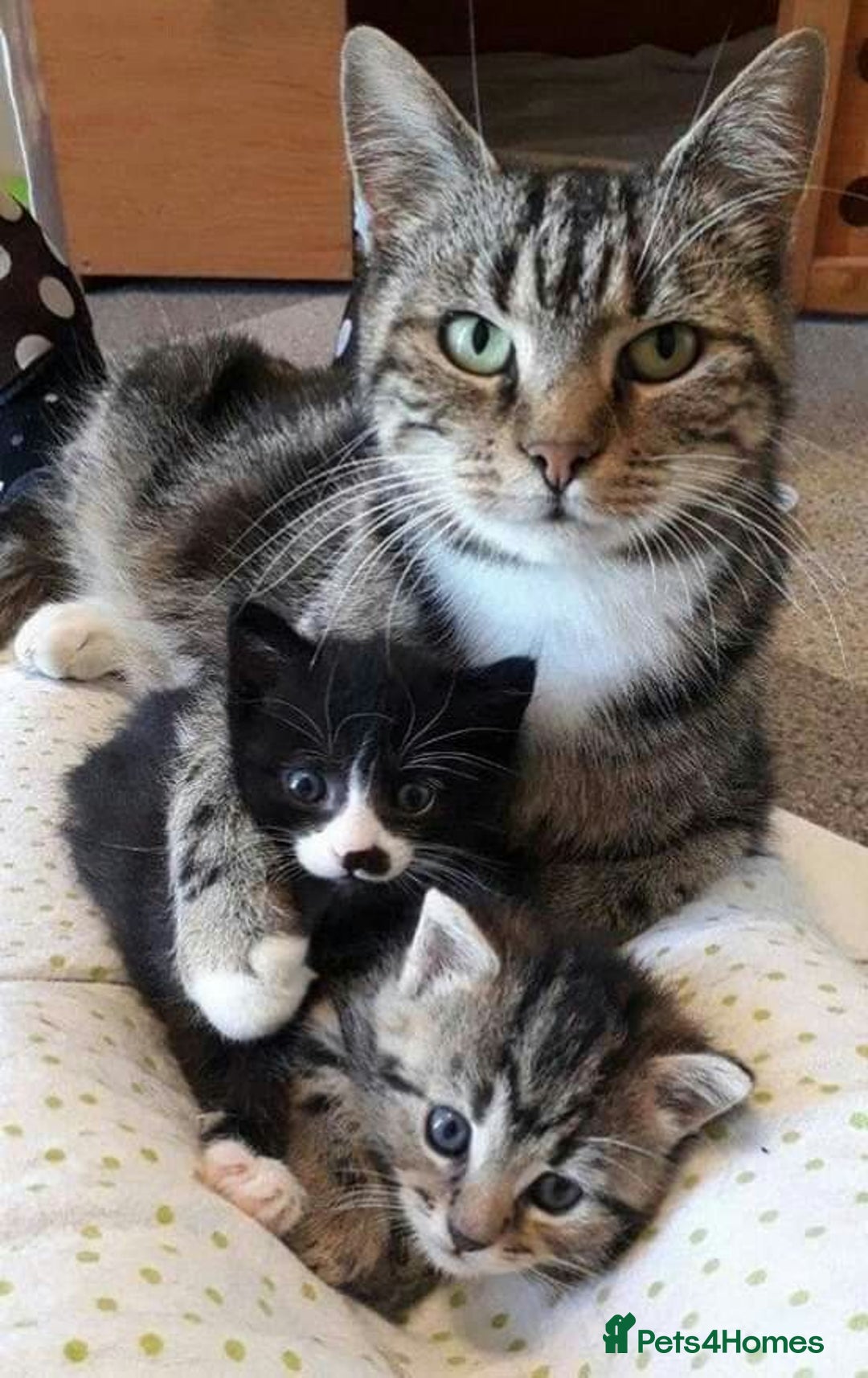 Mixed Breed cats for sale: 9 week old bby boy  - Image 3