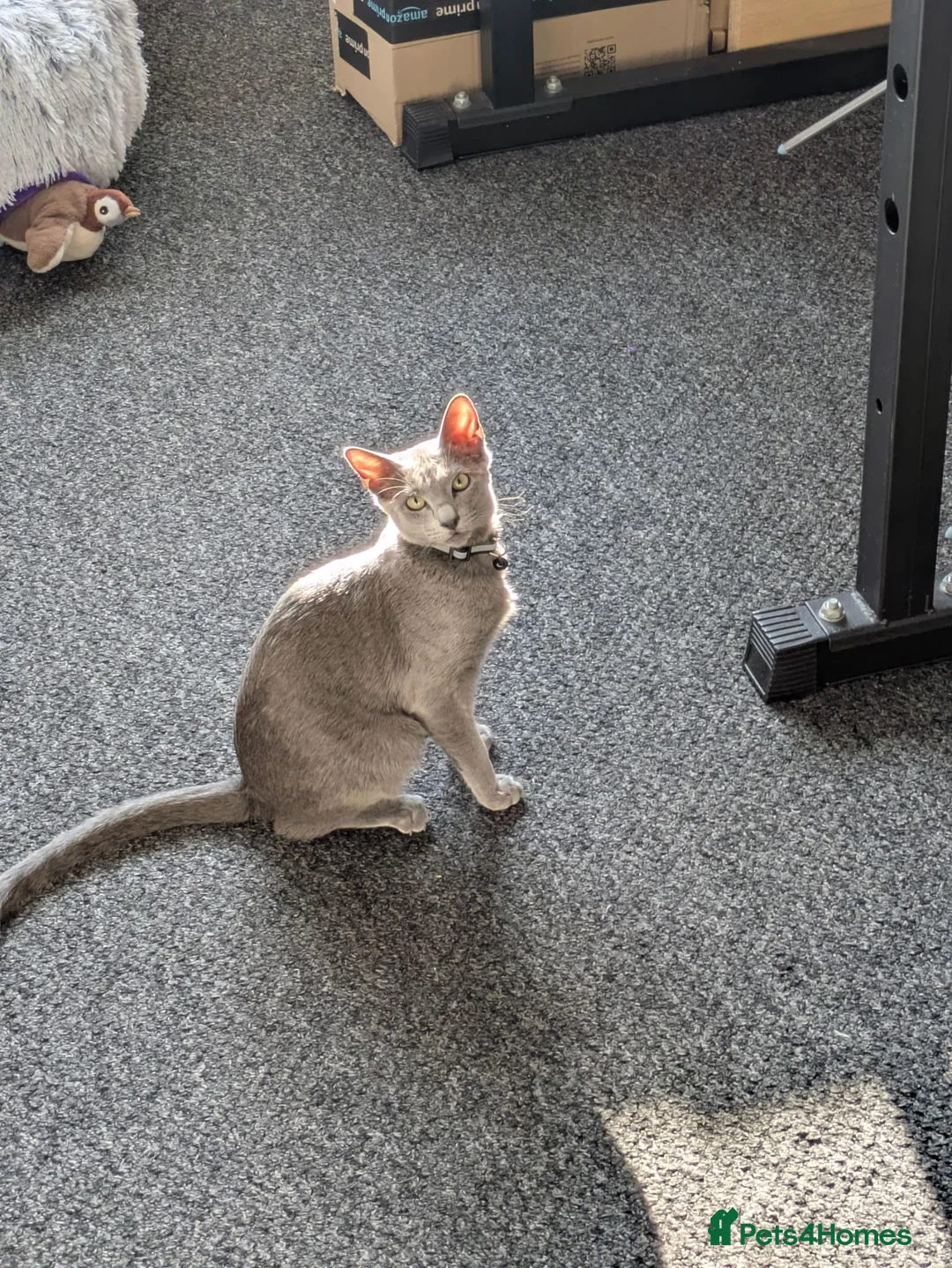 Russian Blue cats for sale: Russian Blue Girl Looking for a new home  - Advert 2