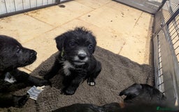 Mixed Breed dogs for sale: Stunning Puppies Ready to go 10 November - Image 27