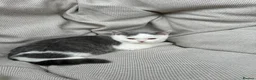 British Shorthair cats for sale: British Shorthair Chunky Kittens🐼🐼🐼 - Advert 6