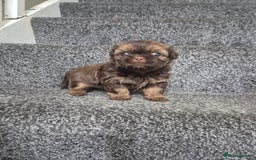 Shih Tzu dogs for sale: Imperial shih tzu puppies - Image 5