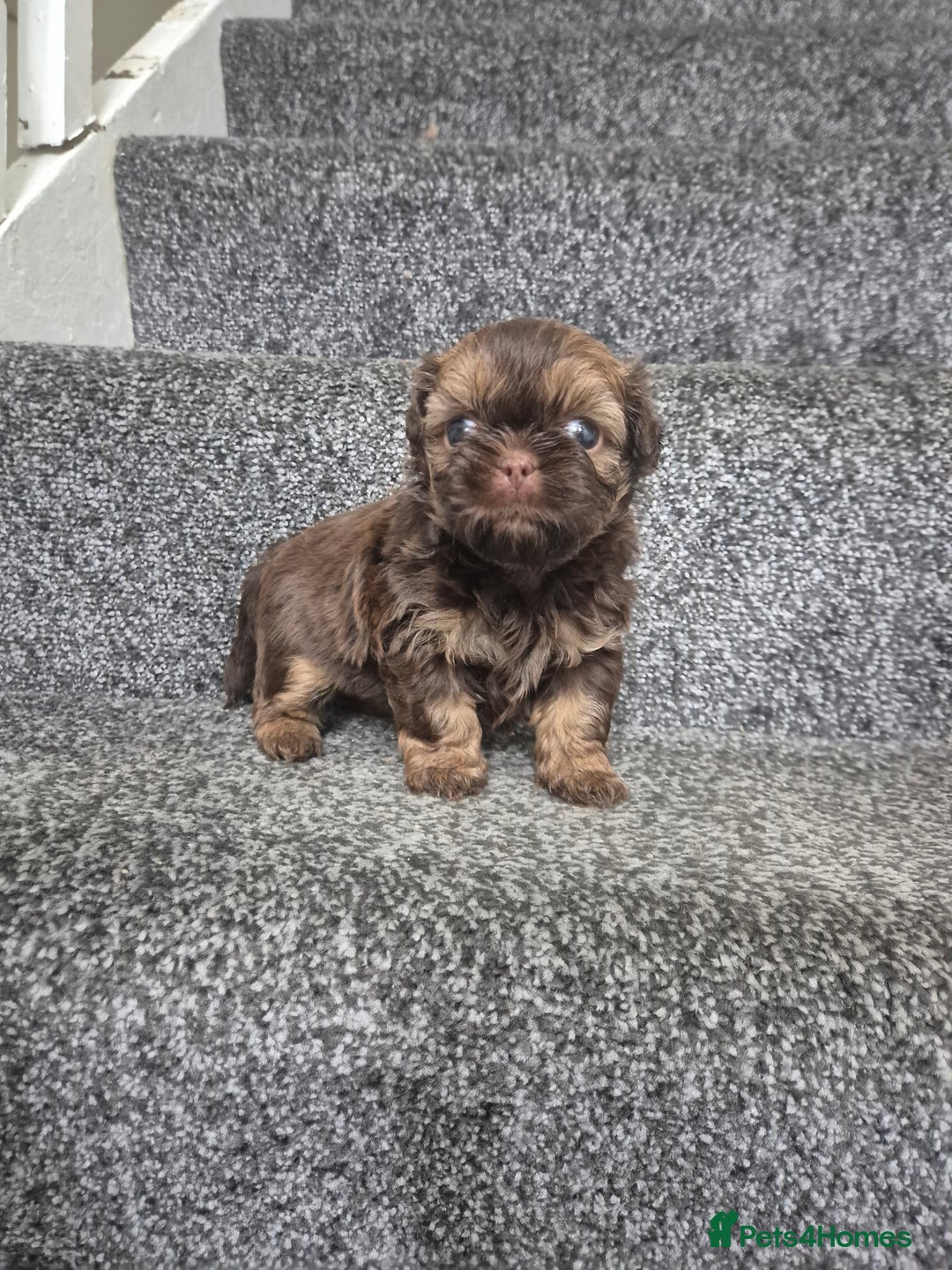 Shih Tzu dogs for sale: Imperial shih tzu puppies - Image 5