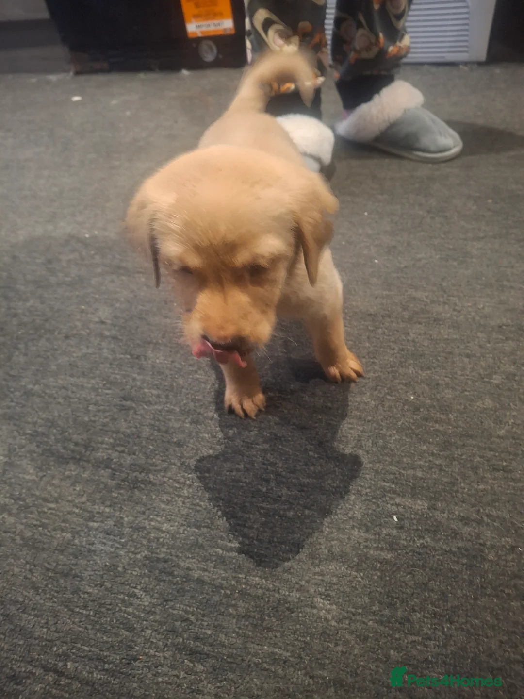 Labrador Retriever dogs for sale: 1 boy left  - Advert 4