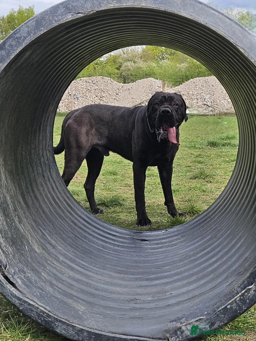 Cane Corso dogs for stud: Cane Corso for Stud in Doncaster - Advert 10