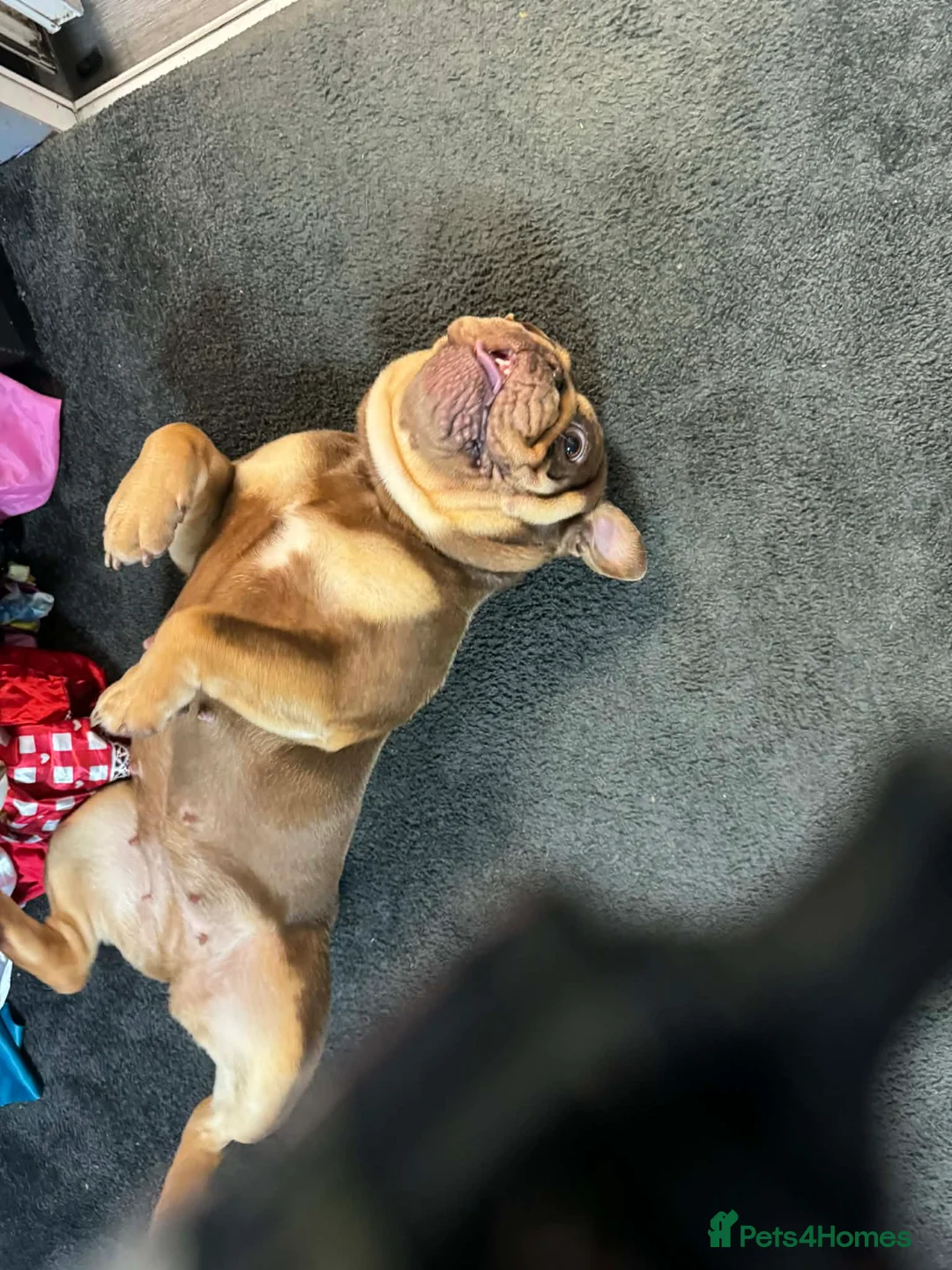 English Bulldog dogs for sale: Female English bulldog looking for a loving home. - Advert 5