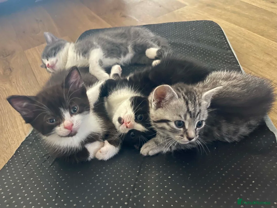British Shorthair cats for sale: British shorthair mix kitten’s  - Advert 17