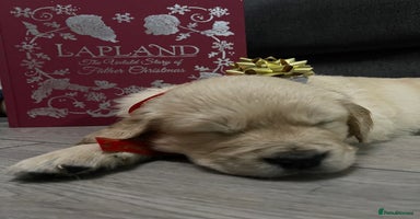 Golden Retriever dogs Perfectly Awesome Golden Retrievers  - Advert 3