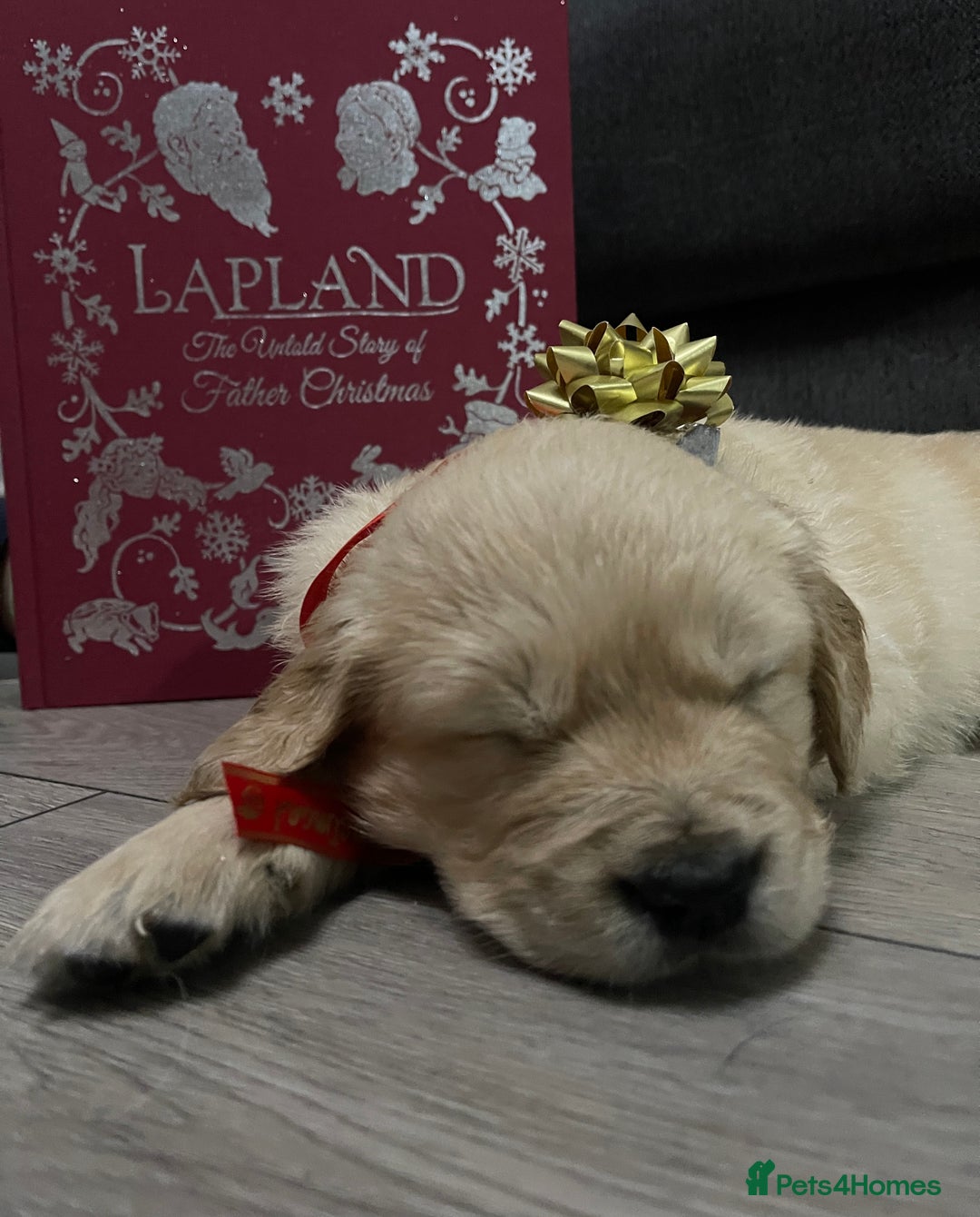 Golden Retriever dogs for sale: Perfectly Awesome Golden Retrievers  - Advert 2