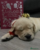 Golden Retriever dogs Perfectly Awesome Golden Retrievers - Advert 4