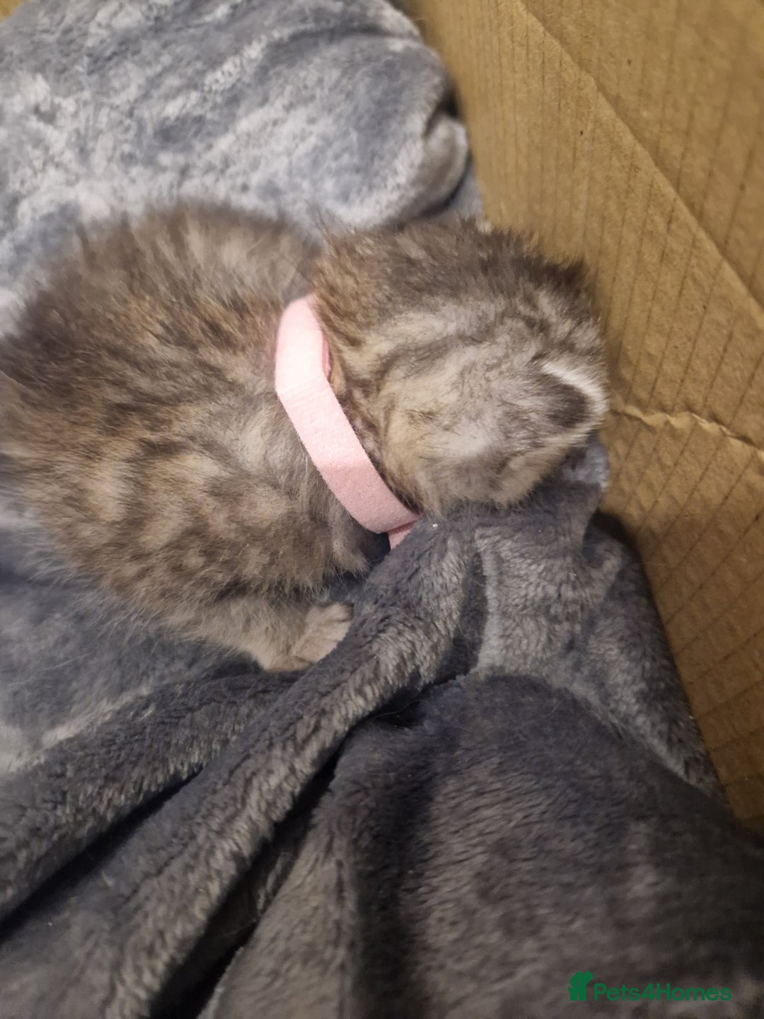Mixed Breed cats for sale: Beautiful Kittens Available ✨️ in ELY - Image 6