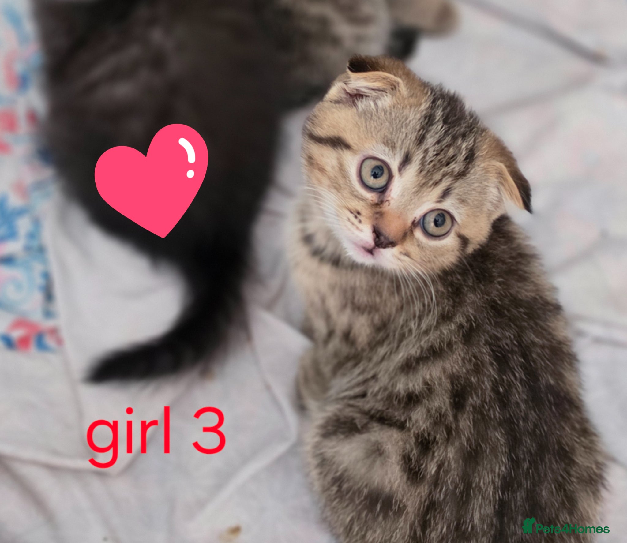Scottish Fold cats 🥰READY!!!🤩Scottish folded in a beautiful colour - Advert 4