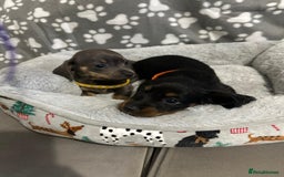 Miniature Dachshund dogs for sale: Miniature dachshunds  - Advert 11