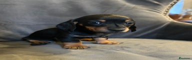 Miniature Dachshund Puppy 2