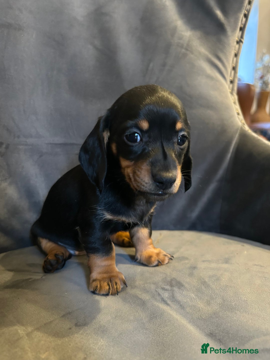 Miniature Dachshund dogs for sale: Penny's first litter - Advert 2