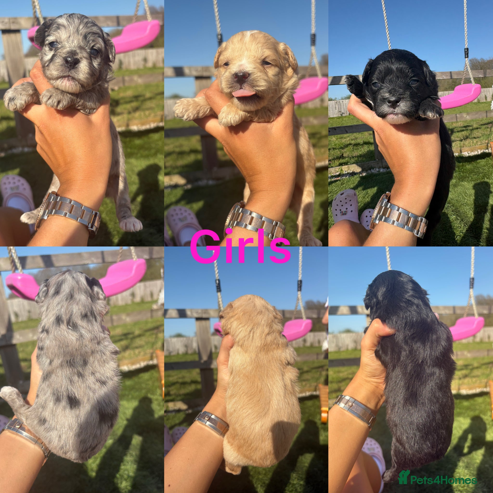 Mixed Breed dogs Floodle puppy’s read for info - Advert 5