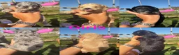 Mixed Breed dogs for sale: Ready to leave!!! - Advert 24