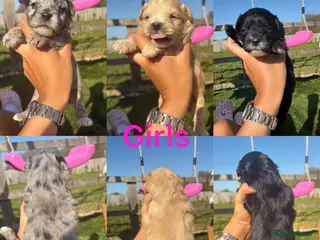 Mixed Breed dogs Floodle puppy’s read for info - Advert 5