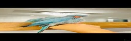 Ringnecks birds for sale: Blue Indian Ringneck - 8 Months Old - Full Setup in Milton Keynes - Advert 3