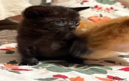 Mixed Breed cats for sale: Beautiful kittens  - Image 5