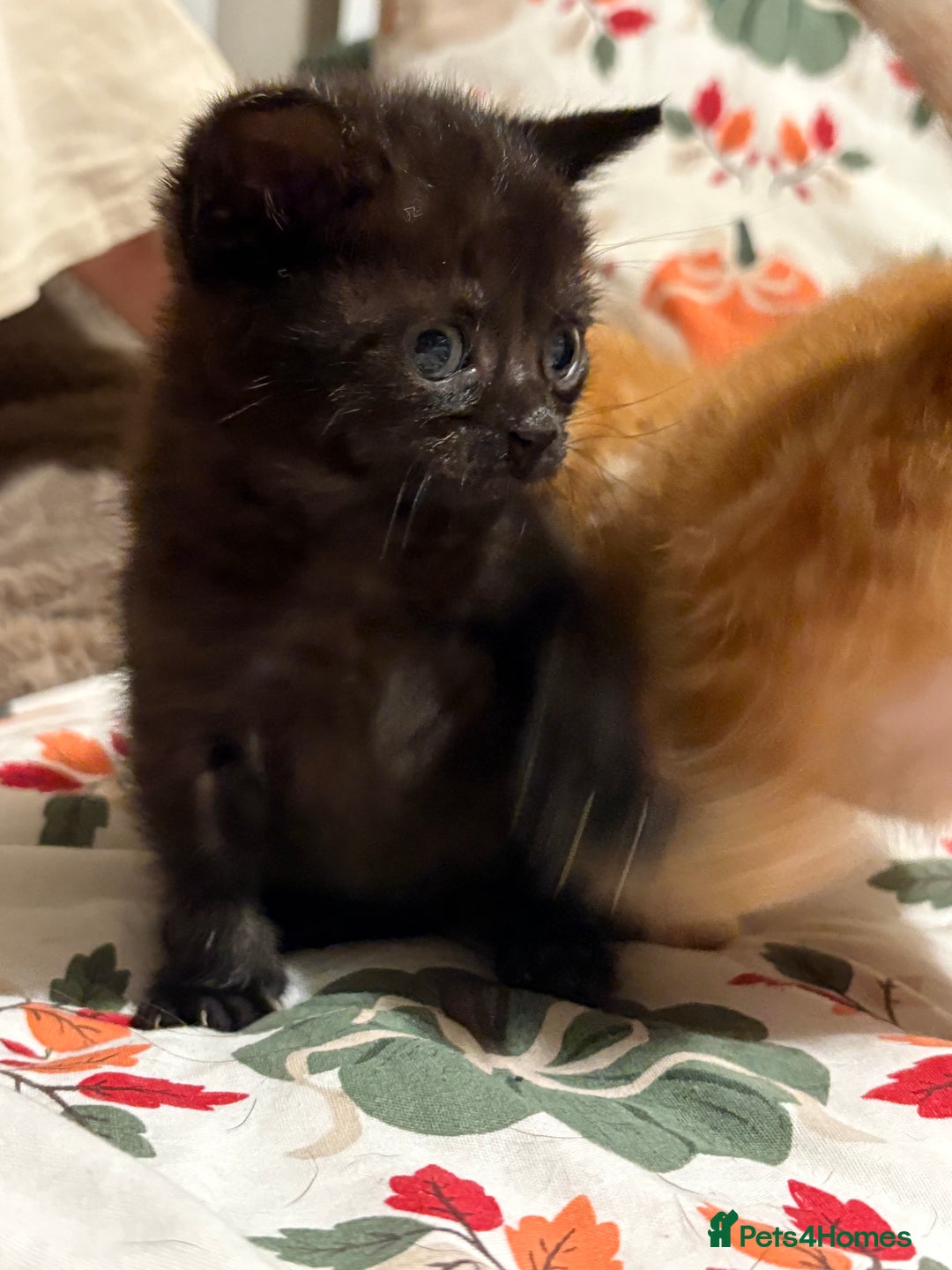 Mixed Breed cats for sale: Beautiful kittens  - Image 5