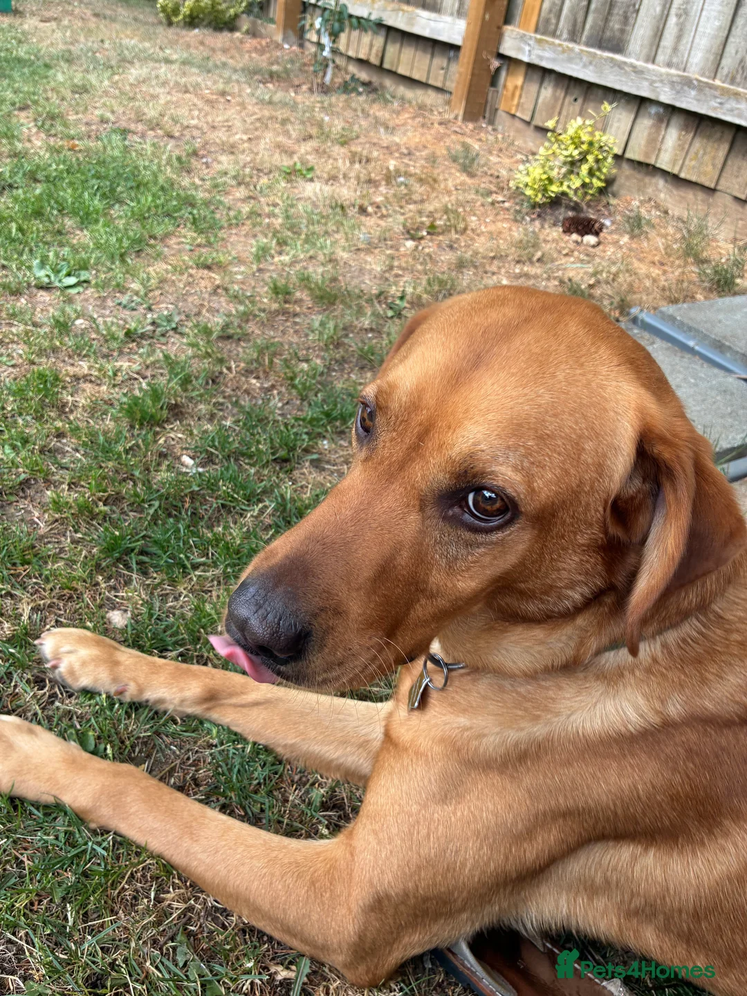 Labrador Retriever dogs for sale: Rehoming our beloved Labrador in Newbury - Advert 2