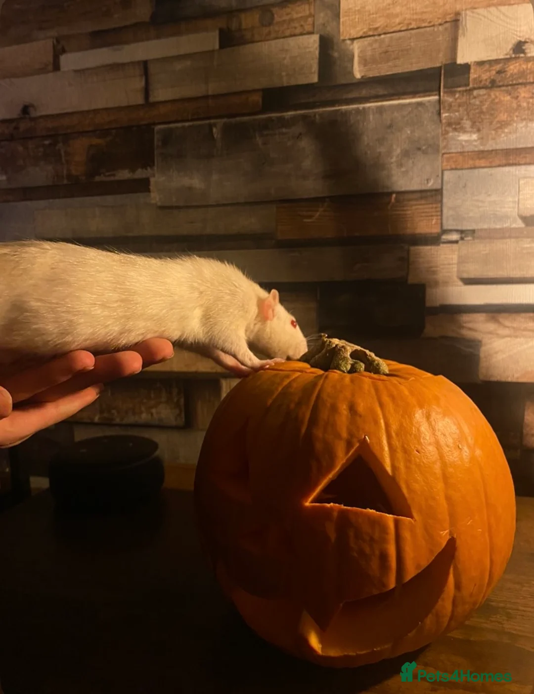 Rat rodents for sale: 3 rats & cage for sale - Advert 4