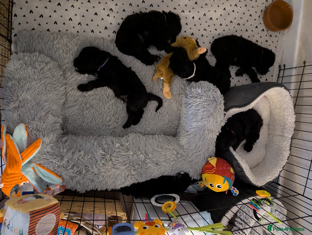 Bedlington Terrier dogs for sale: Blue Bedlington terrier bitch in Stoke-on-Trent - Advert 1