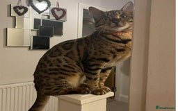 Bengal cats for sale: 2 Female Rosette Bengals (Available Now 8 Weeks) - Advert 11