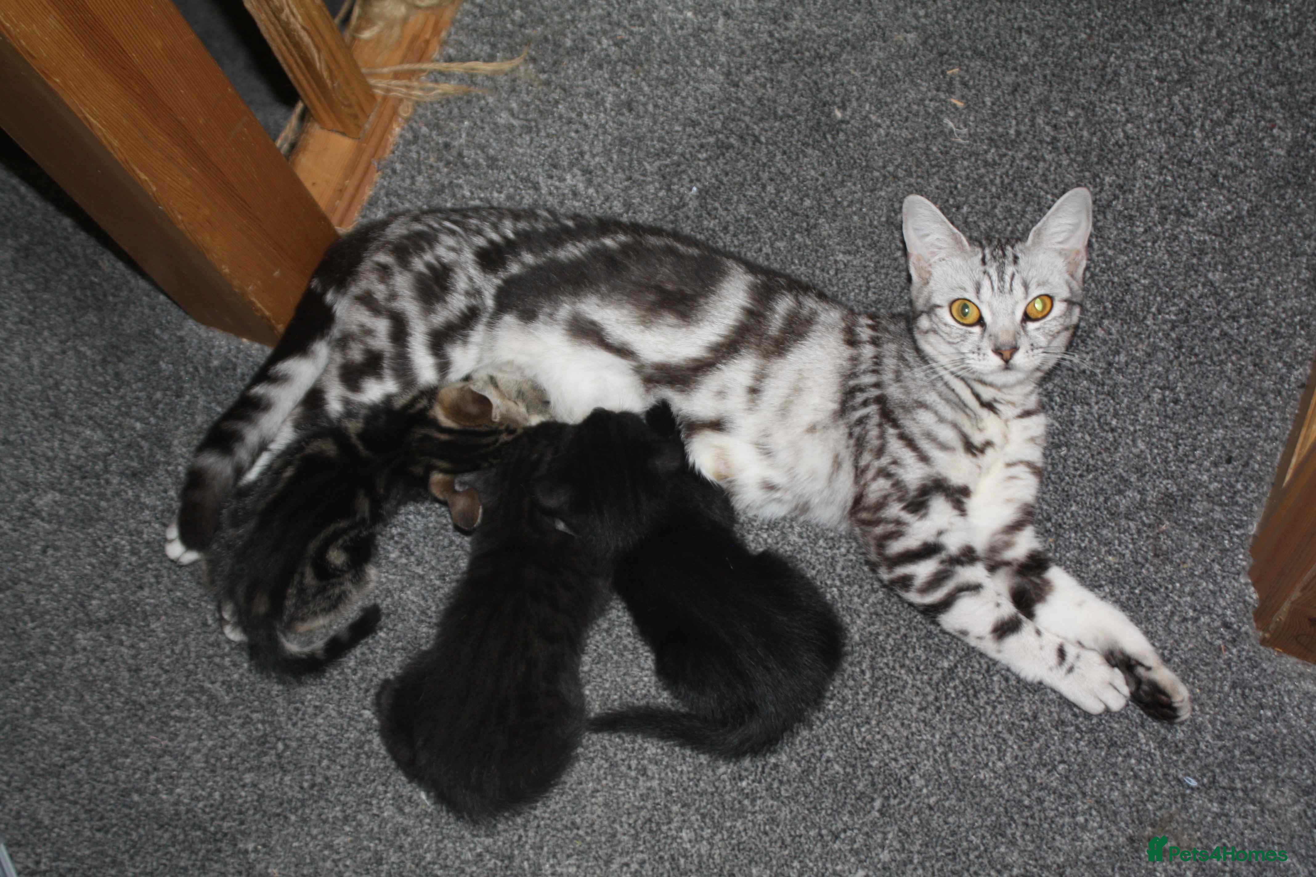 Mixed Breed cats 3 littens - Advert 3