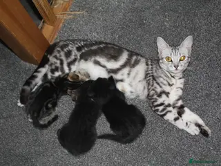 Mixed Breed cats 3 littens - Advert 1