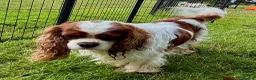 Cavalier King Charles Spaniel dogs for adoption: 🐾 JUSTIN – Male Cavalier King Charles Spaniel 🐾 - Advert 6