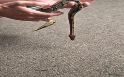 Python Snake reptiles for sale: Royal python and full setup  - Image 2