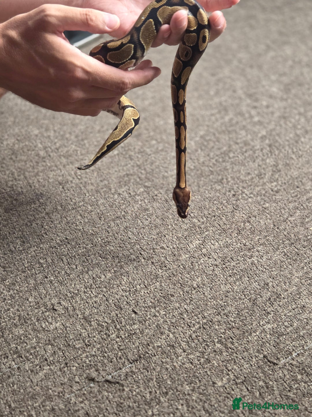 Python Snake reptiles for sale: Royal python and full setup  - Image 2