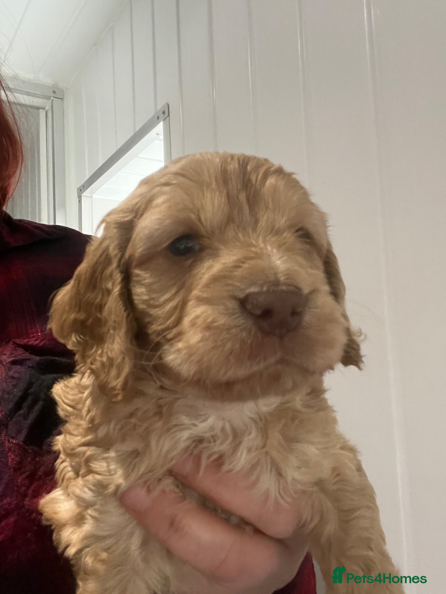 Cockapoo dogs F1 cockapoos registered breeder  - Advert 2