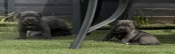 Cane Corso dogs for sale: 🐾 Outstanding Cane Corso Puppies 🐾 - Advert 2